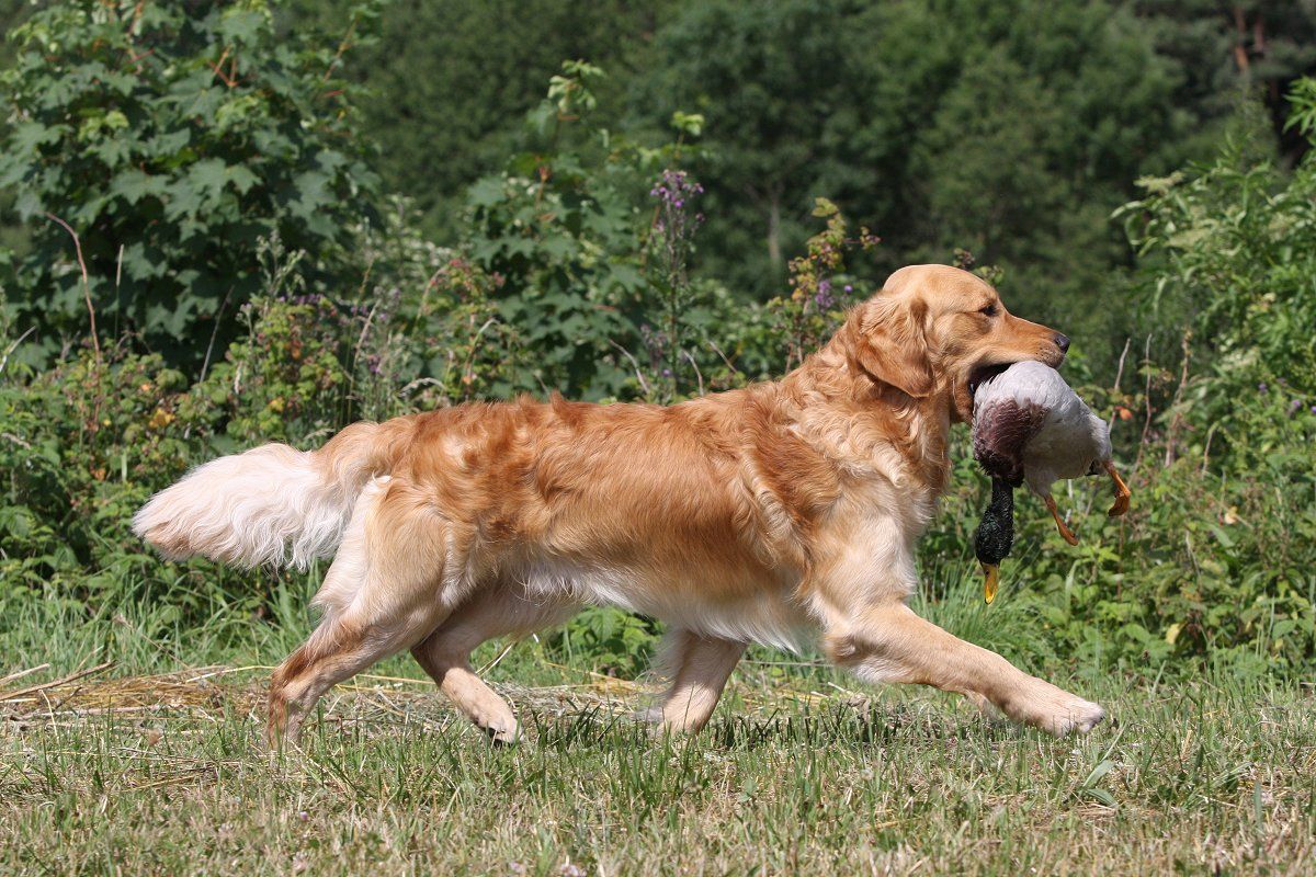 golden retriever retriever golden retriever kurzbeschreibung deutscher retriever club e v golden retriever retriever golden retriever kurzbeschreibung deutscher retriever club e v