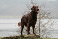 Foto-Anzeige