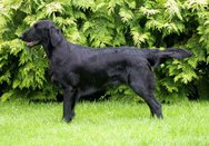 Foto-Anzeige