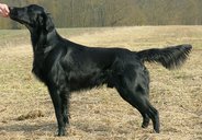 Foto-Anzeige