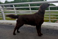 Foto-Anzeige