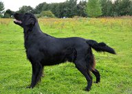 Foto-Anzeige