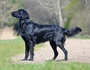 Foto-Anzeige