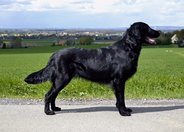 Foto-Anzeige