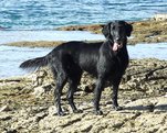 Foto-Anzeige