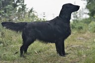 Foto-Anzeige