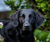 Foto-Anzeige