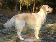 Foto-Anzeige