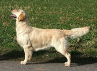 Foto-Anzeige
