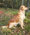 Foto-Anzeige