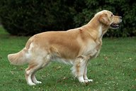 Foto-Anzeige