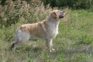 Foto-Anzeige