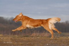 Foto-Anzeige