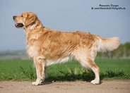 Foto-Anzeige