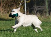 Foto-Anzeige