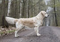 Foto-Anzeige