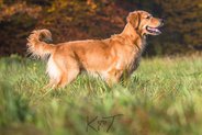 Foto-Anzeige