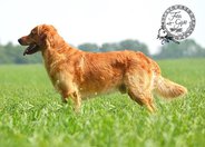 Foto-Anzeige