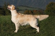 Foto-Anzeige