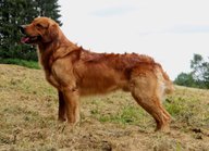Foto-Anzeige