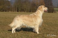 Foto-Anzeige