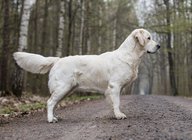 Foto-Anzeige