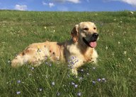 Foto-Anzeige