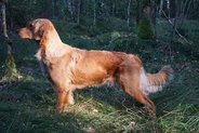 Foto-Anzeige