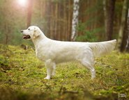 Foto-Anzeige