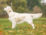 Foto-Anzeige