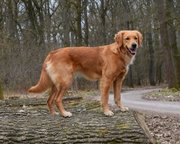 Foto-Anzeige