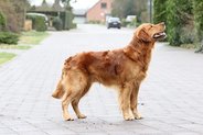 Foto-Anzeige