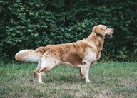 Foto-Anzeige