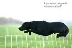 Foto-Anzeige