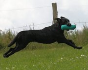Foto-Anzeige
