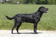 Foto-Anzeige