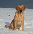 Foto-Anzeige
