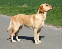Foto-Anzeige