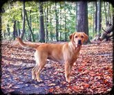 Foto-Anzeige