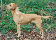 Foto-Anzeige