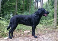 Foto-Anzeige