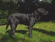 Foto-Anzeige