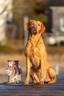 Foto-Anzeige