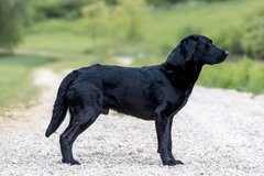 Foto-Anzeige
