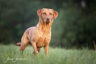 Foto-Anzeige