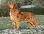 Foto-Anzeige