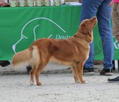 Foto-Anzeige
