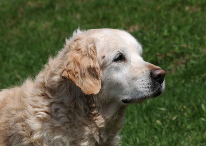 kann ein golden retriever frieren