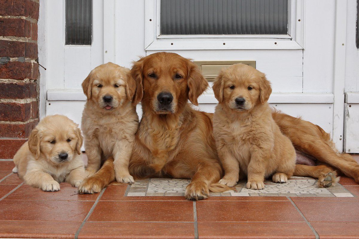 Augen Auf Beim Welpenkauf Deutscher Retriever Club E V