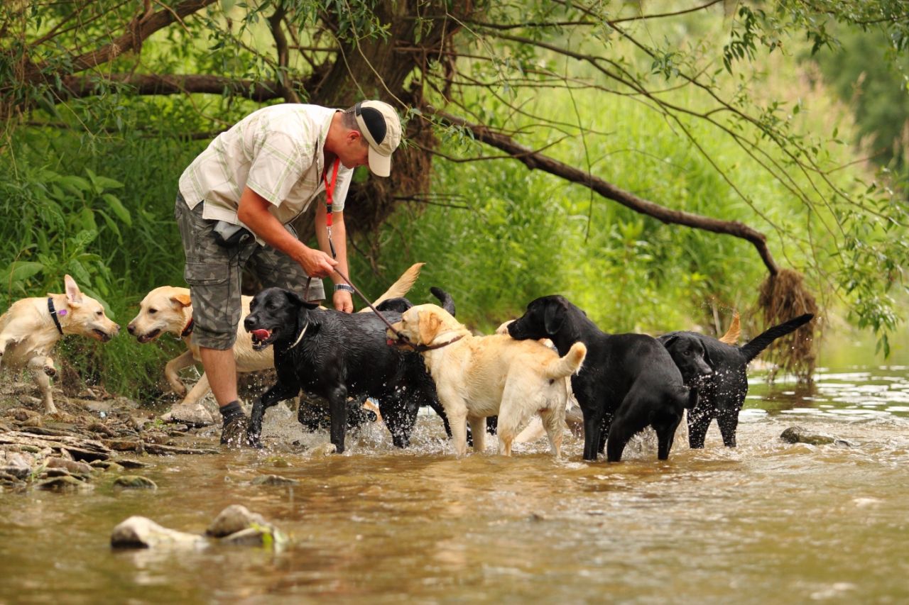 Labradorwelpen Schwedelbach Labrador Deine Tierwelt De